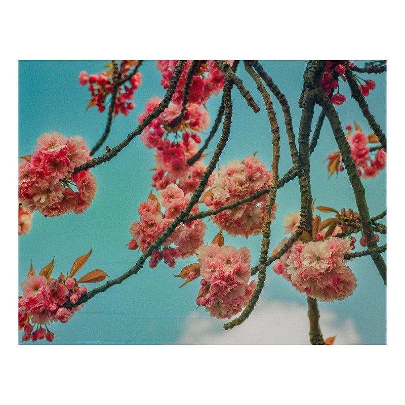 A close up photograph of pink cherry blossom against a blue sky